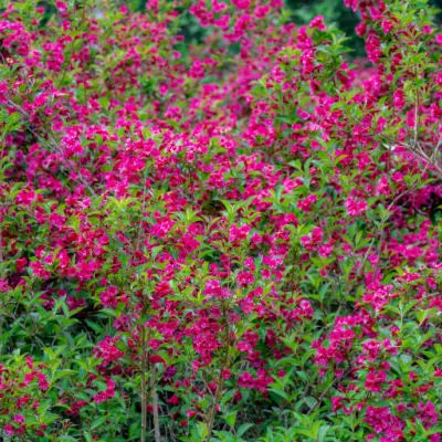 Vibrant pink Weigela shrub with lush green foliage enhances landscape