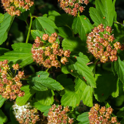 The Year-Round Landscape Value of the Ninebark Shrub