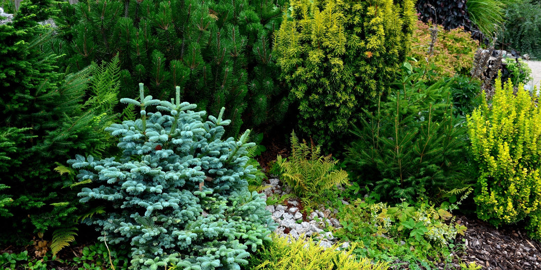 Vibrant blue spruce evergreen conifer in lush garden landscape