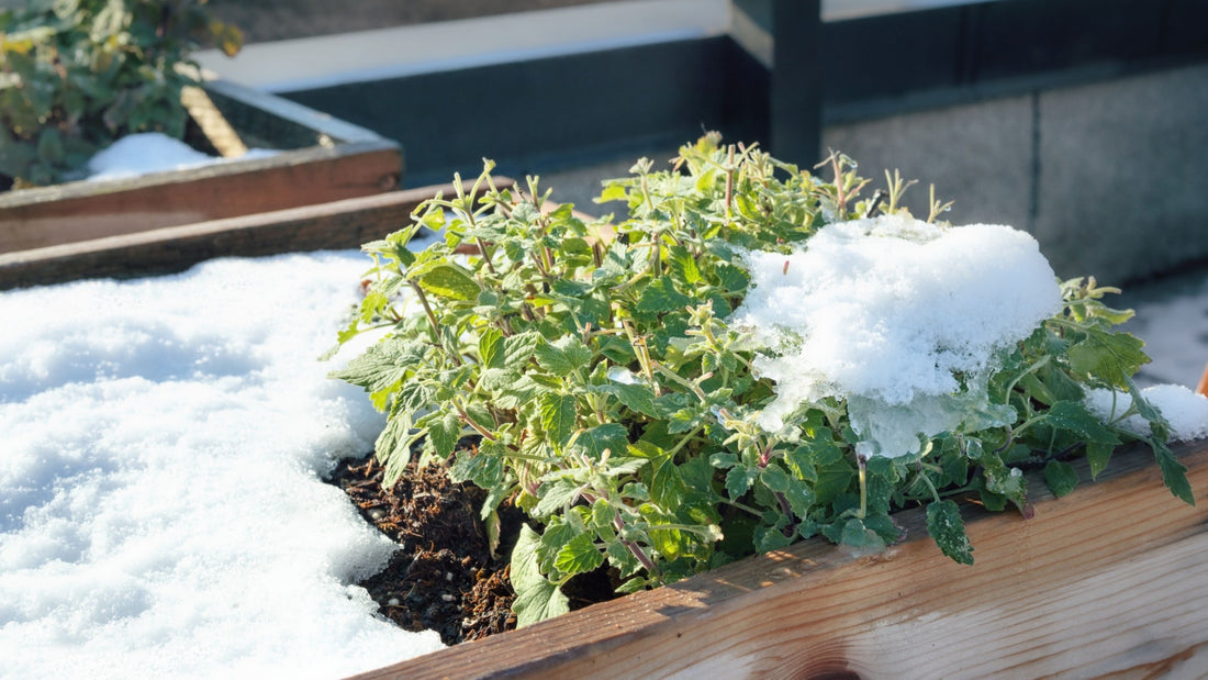 Protecting Your Plants