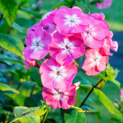 The Top Pink Blooming Perennials