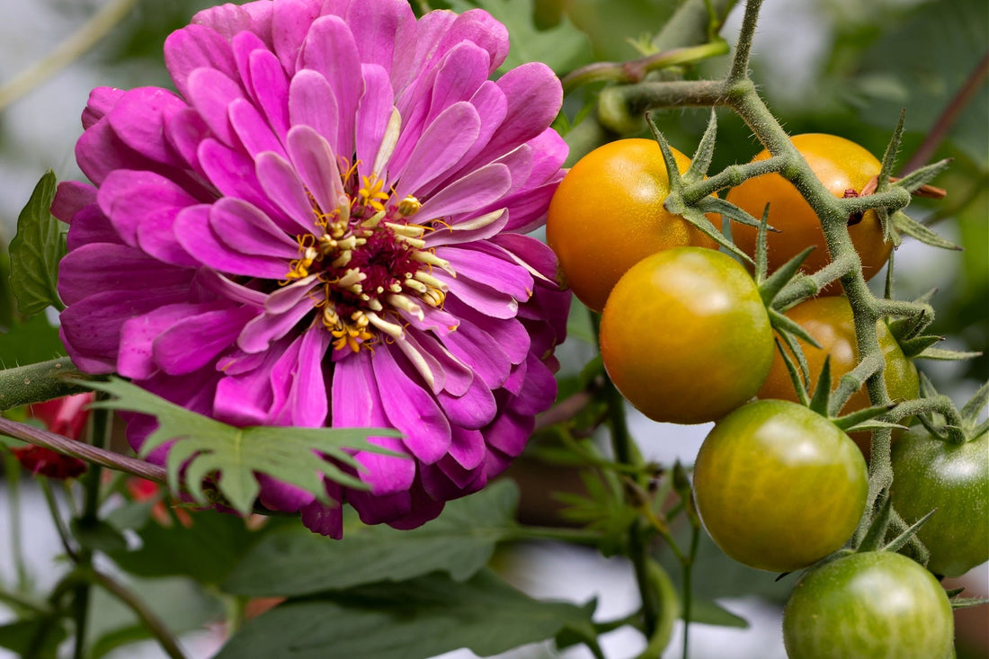 Companion Planting