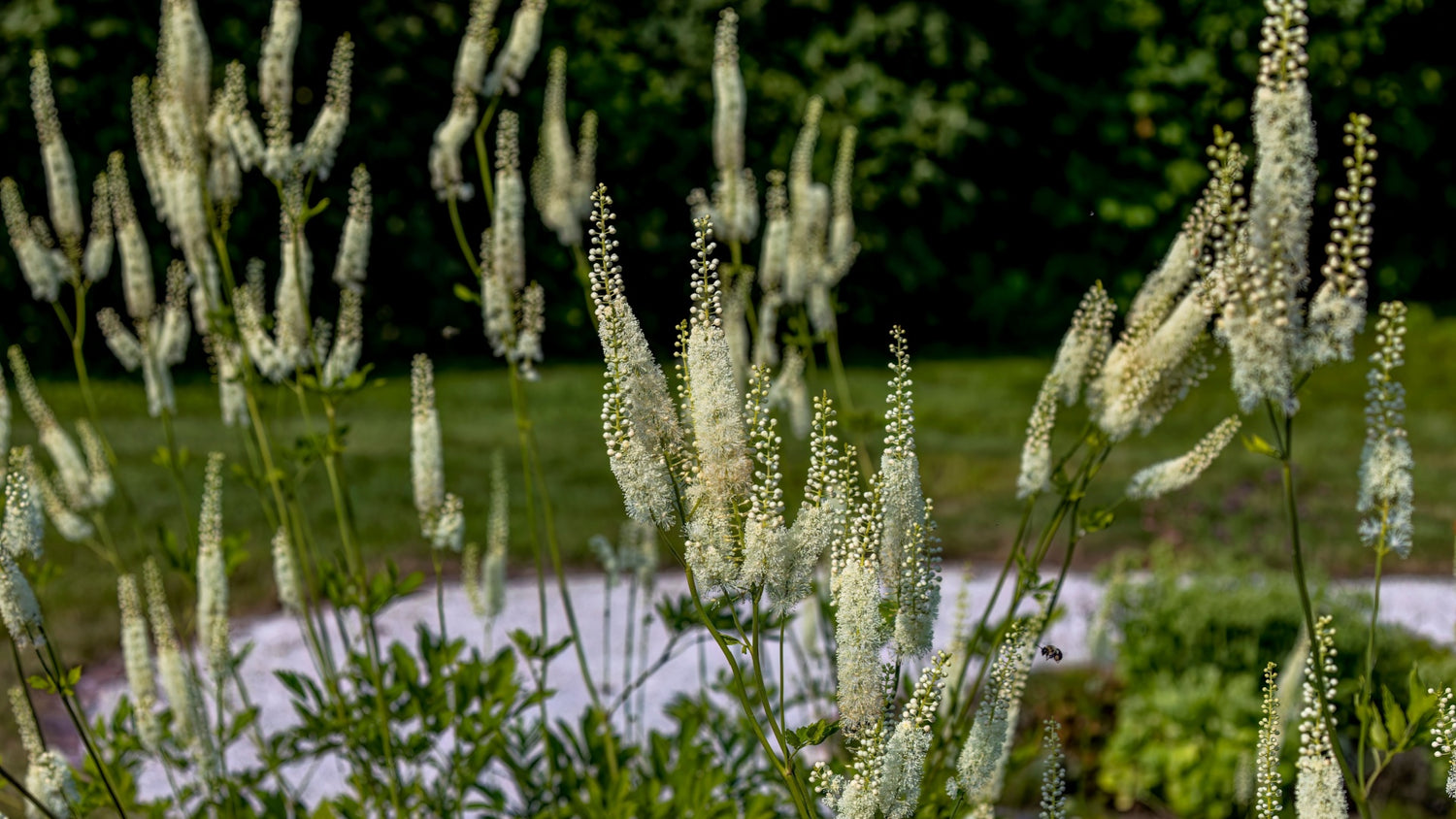 Black Cohosh Plant