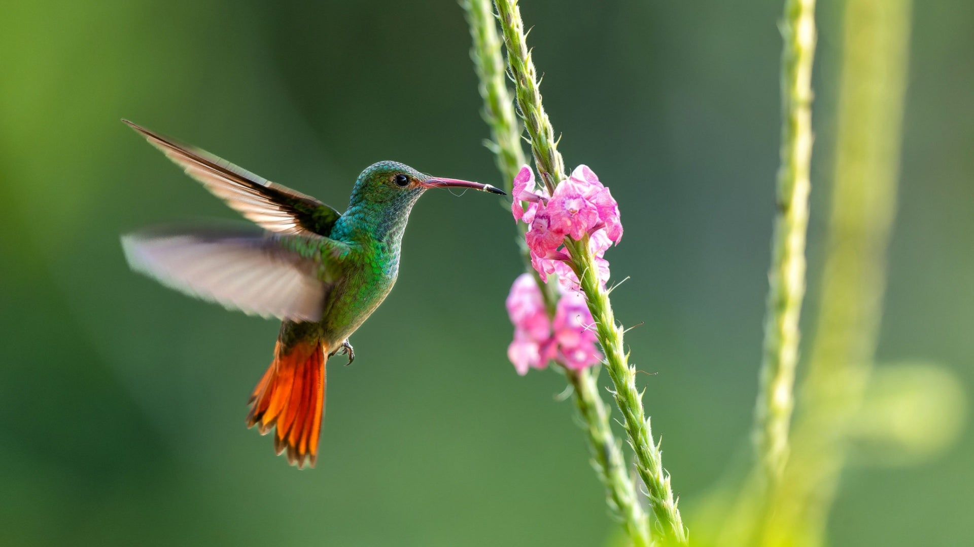 hummingbird with flower