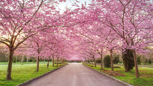 flowering trees