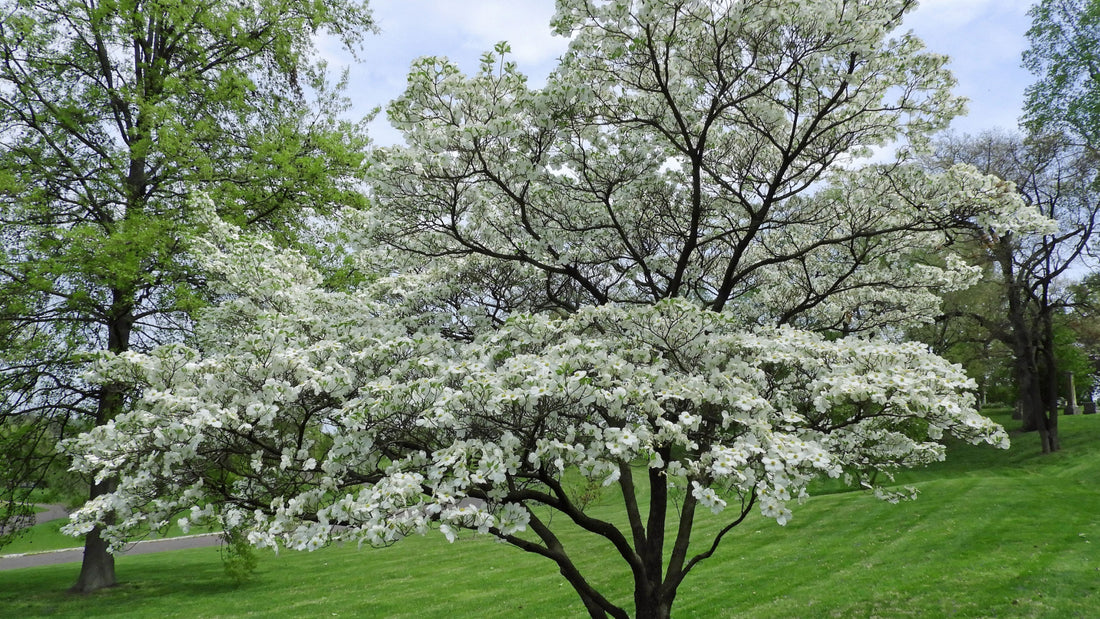 white trees