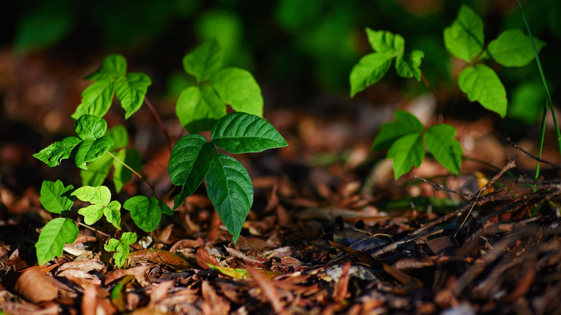 Poison Ivy