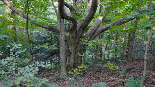 American Beech