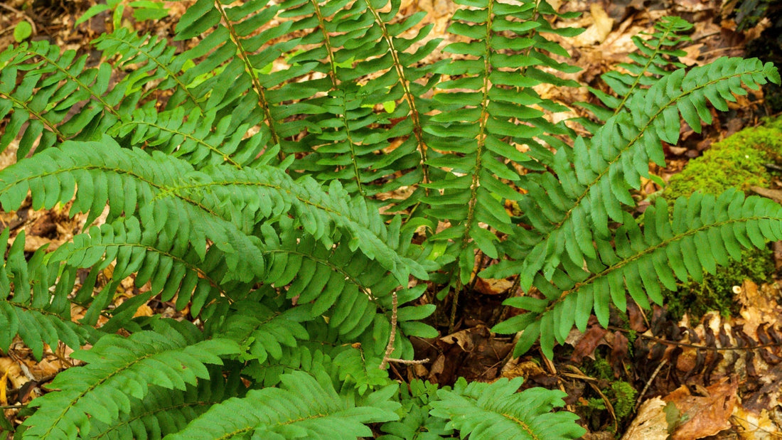 Christmas Fern