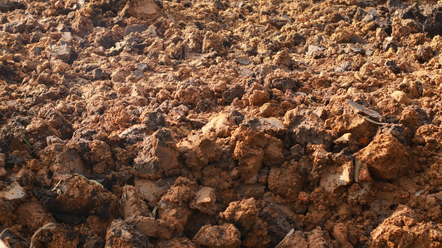 Clay Soil