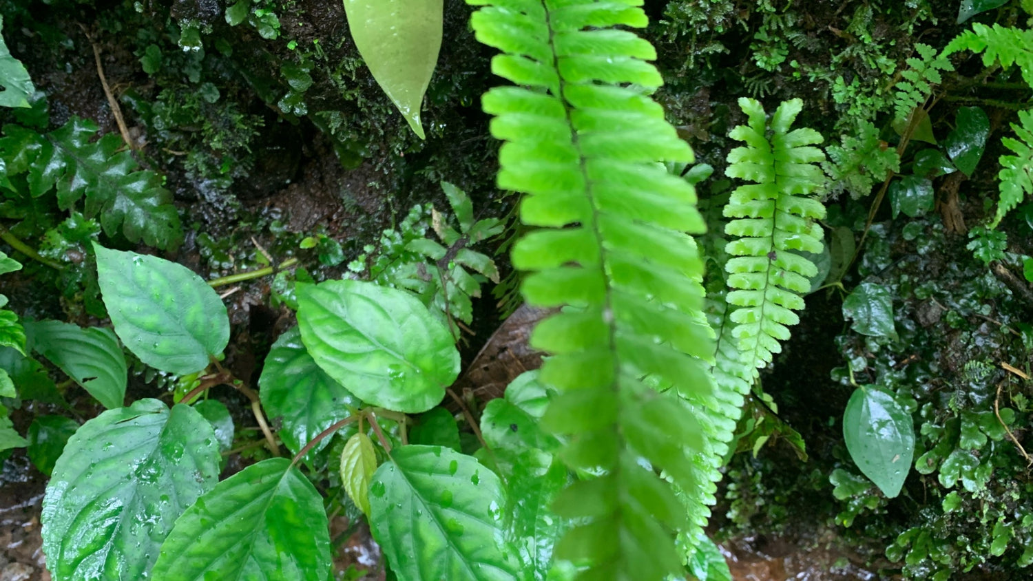 Woody Plants