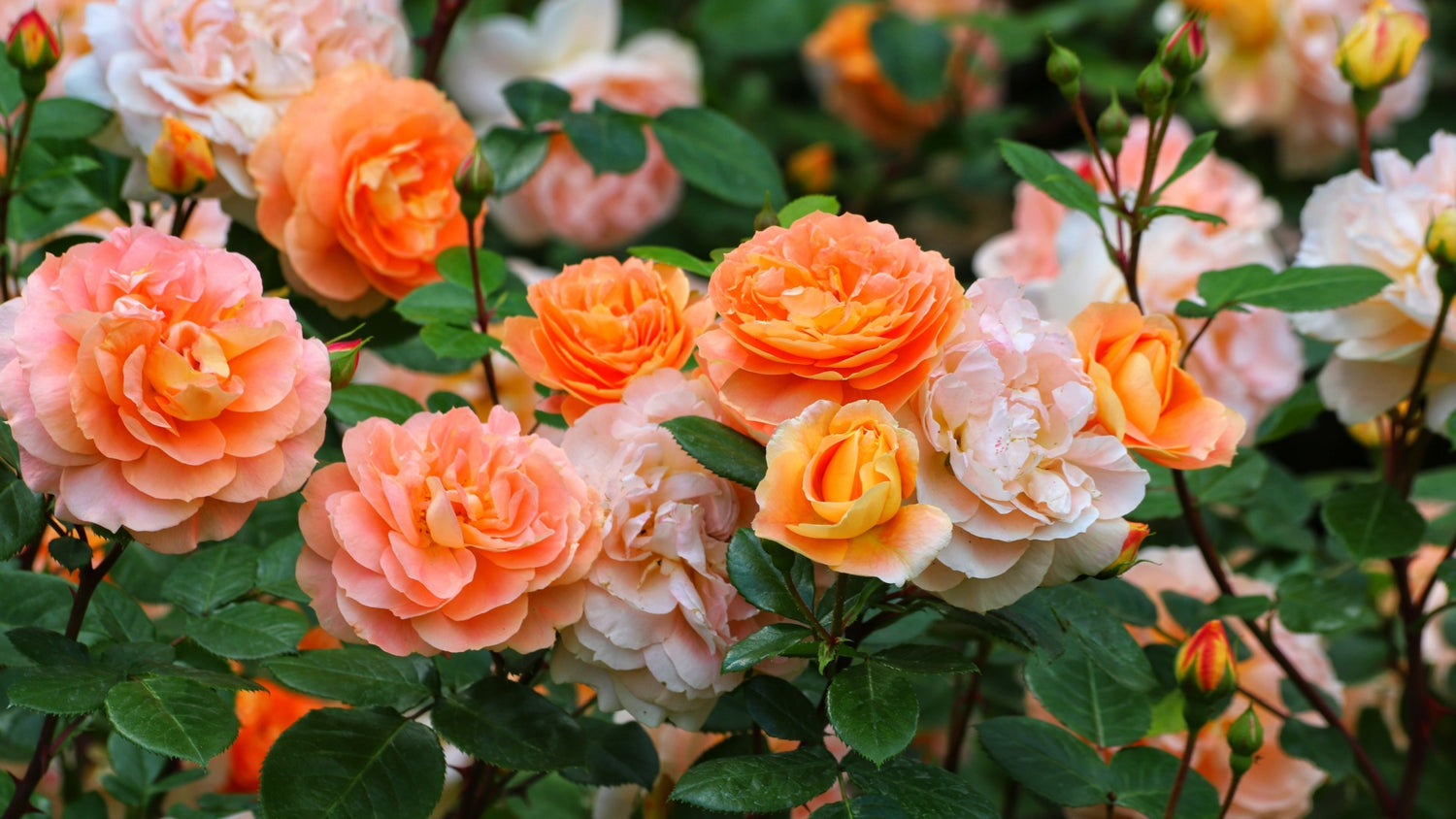 Beautiful Roses