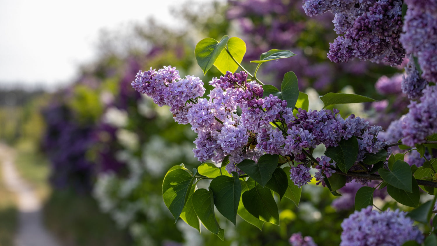 Garden Shrubs