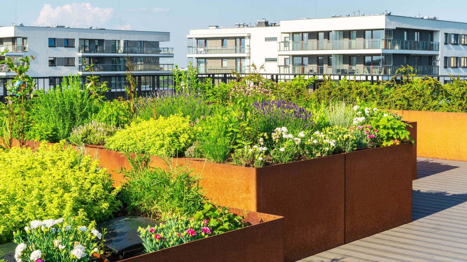 Native Plants in an Urban Landscape