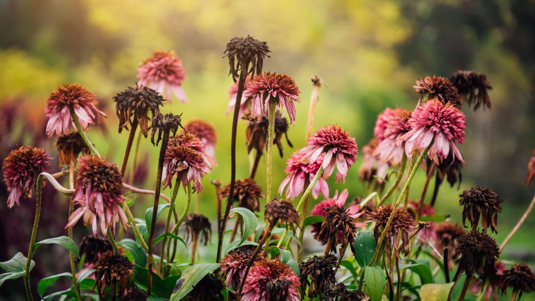 Wilted Plants