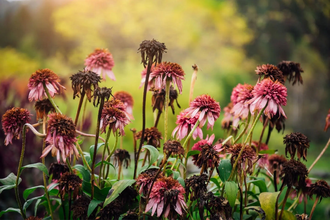 Dried pink coneflowers with wilted petals showing need for deadheading perennials