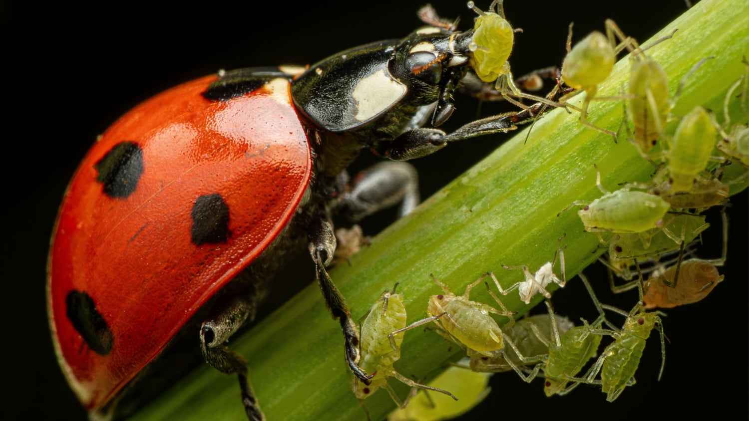 Lady Bugs