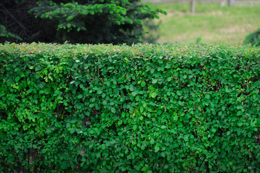 Multifunctional Hedges for Land and Life