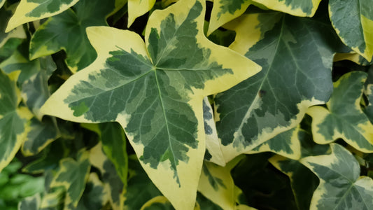 English Ivy Vines