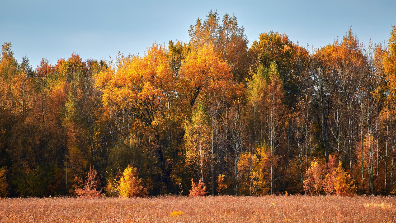 Native trees