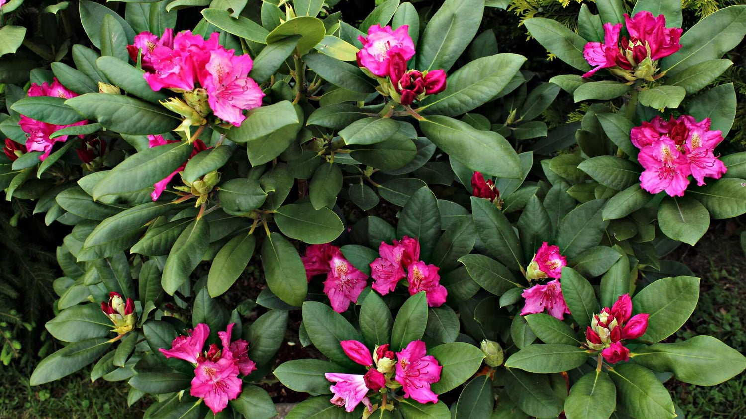 Azaleas