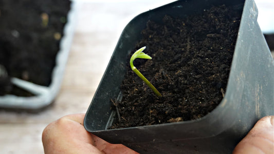 Growing an Apple Tree from Seed