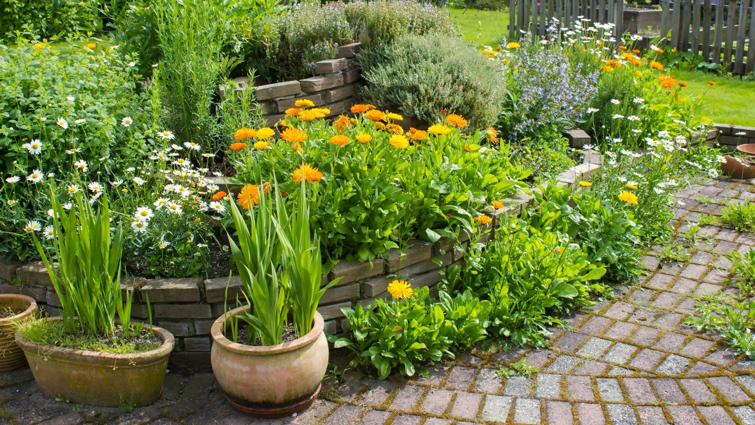 Garden Plants