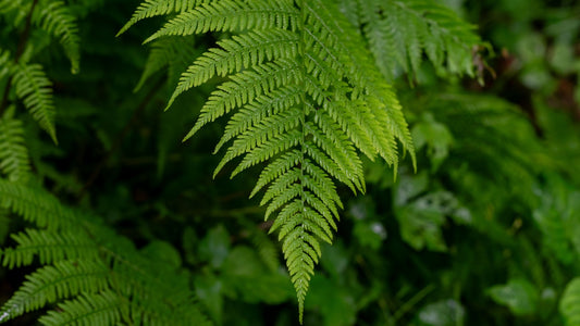 ferns