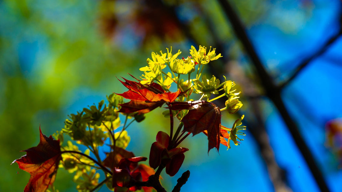 Fast Growing Trees