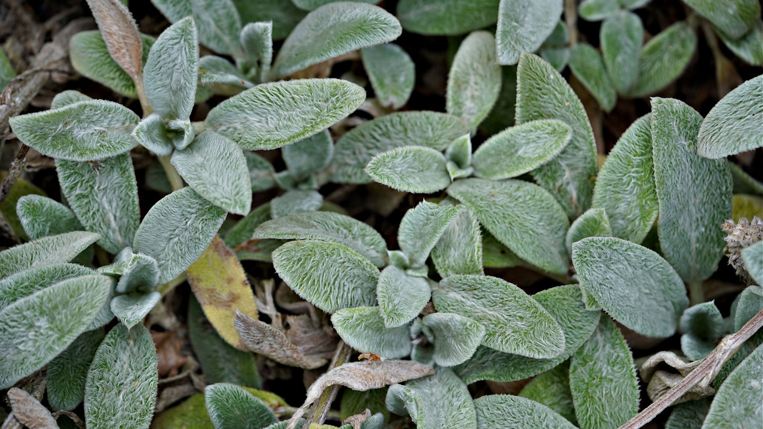 Lamb's Ear