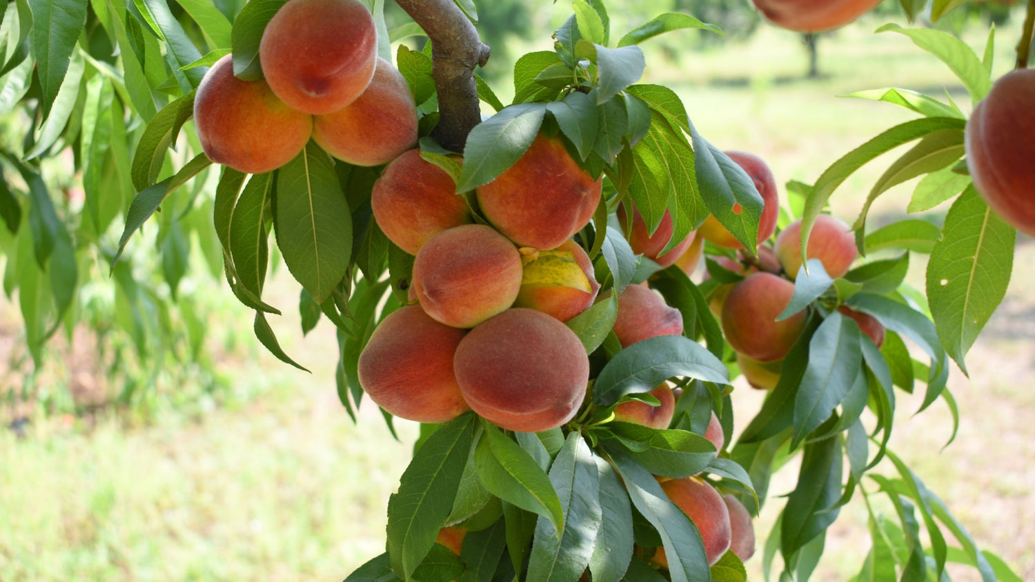 peach trees