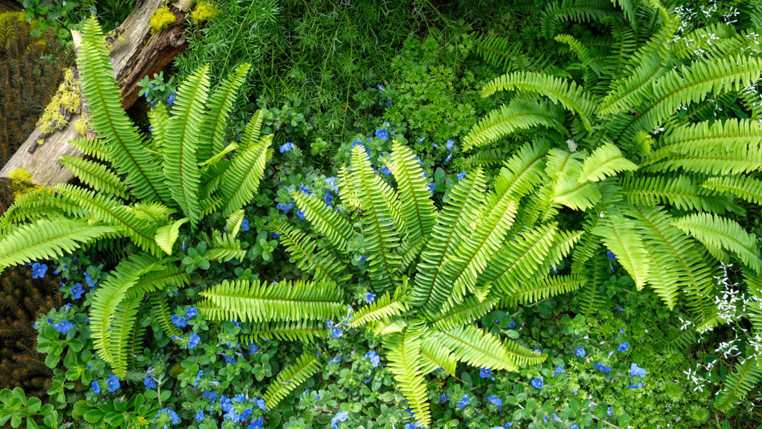 Perennials, Annuals and Ferns