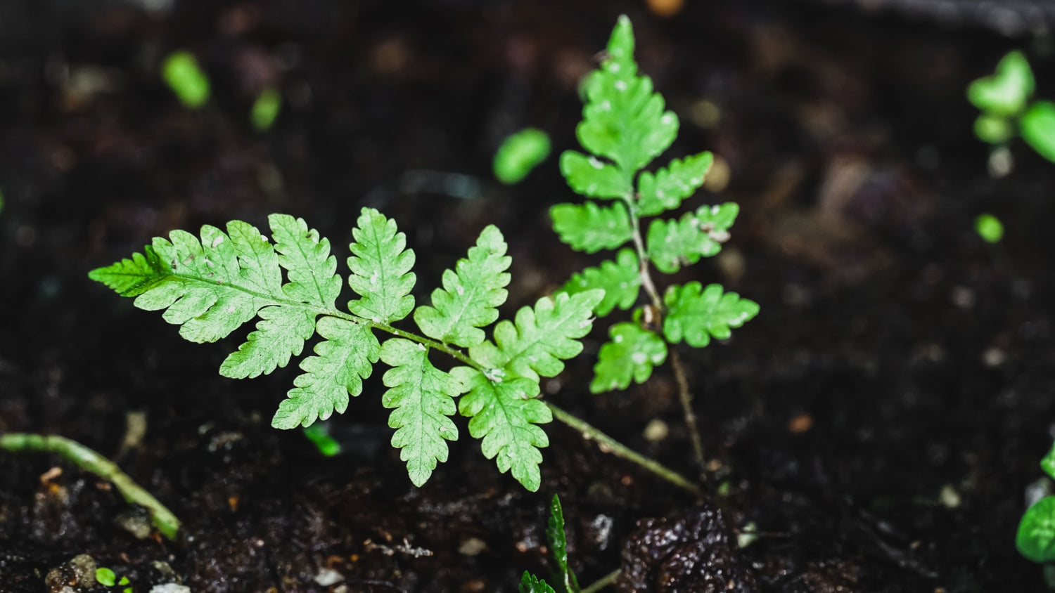 Native Ferns