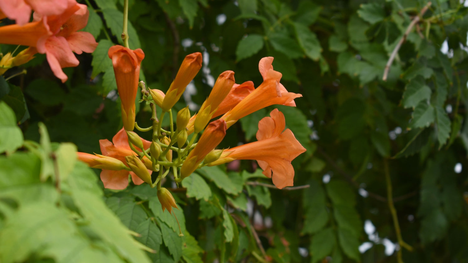 Trumpet Vine