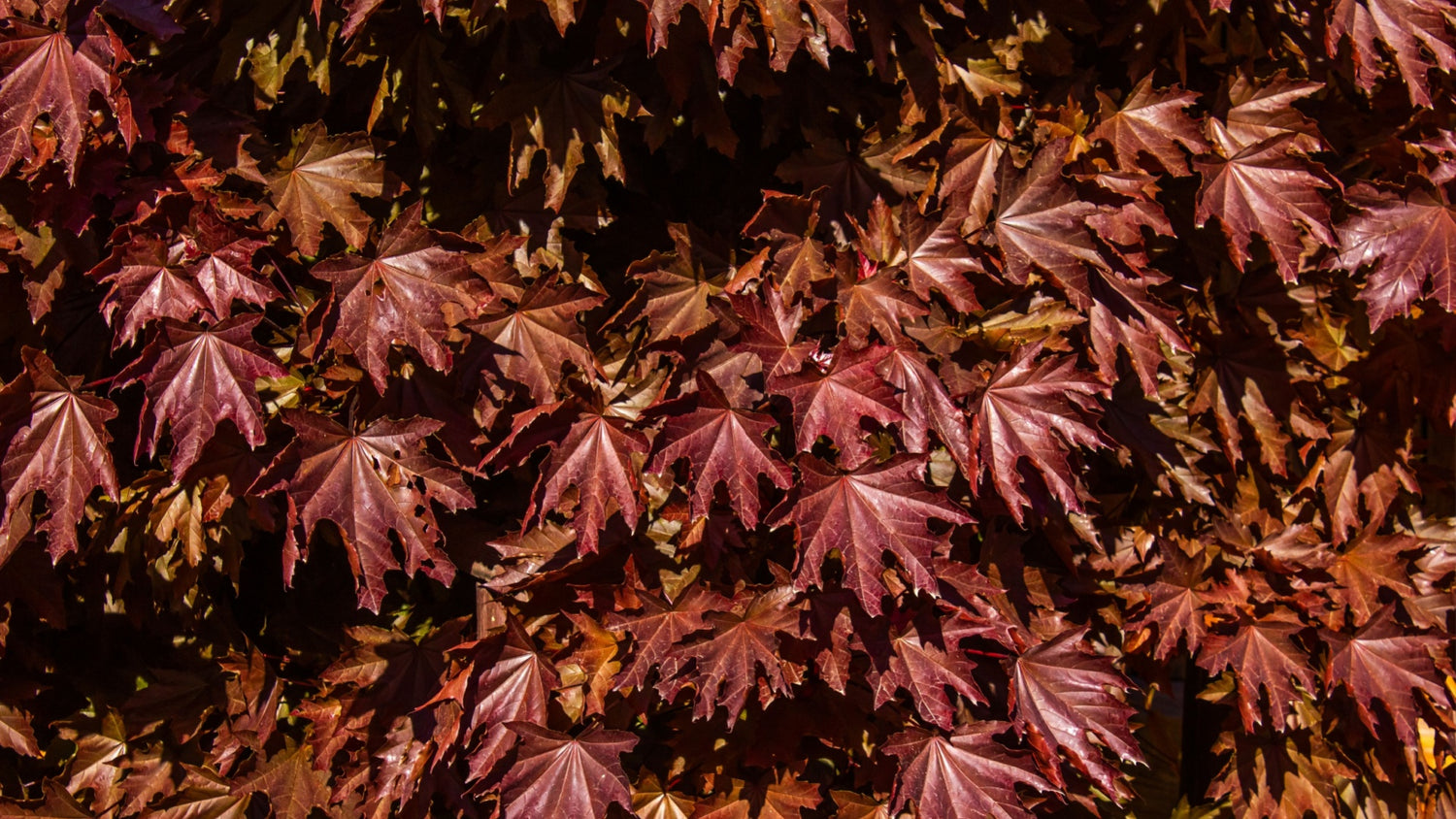 Norway Maple Tree