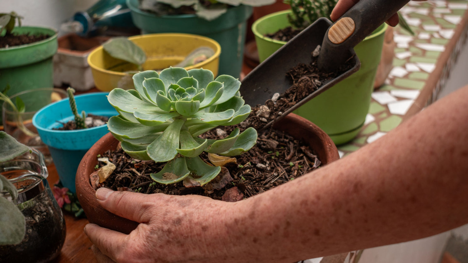 Transplanting 