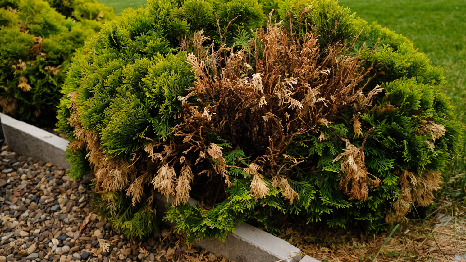 dying bushes