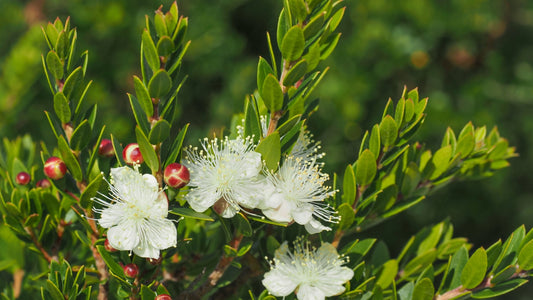 Evergreen Shrubs 