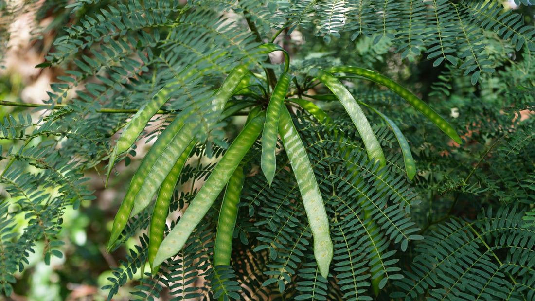  Fast Growing Trees