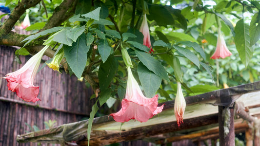 Toxic Garden Plants