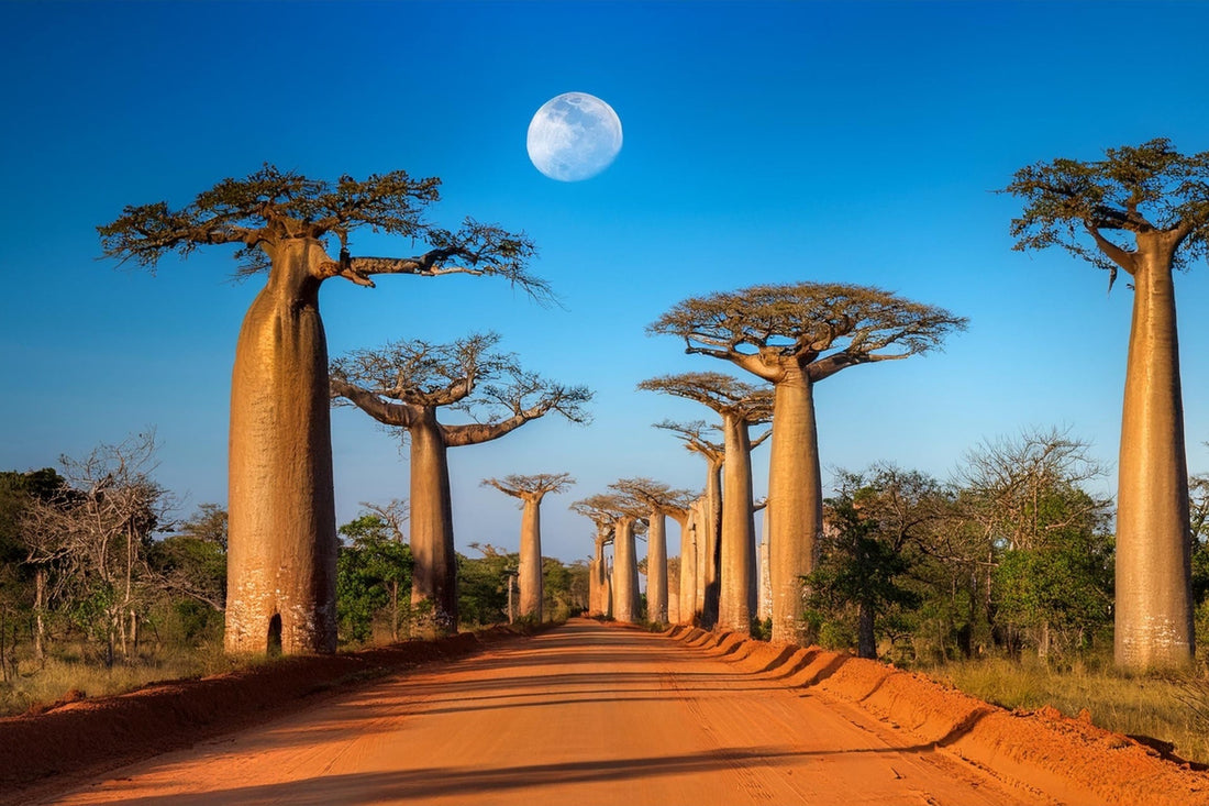 Baobab