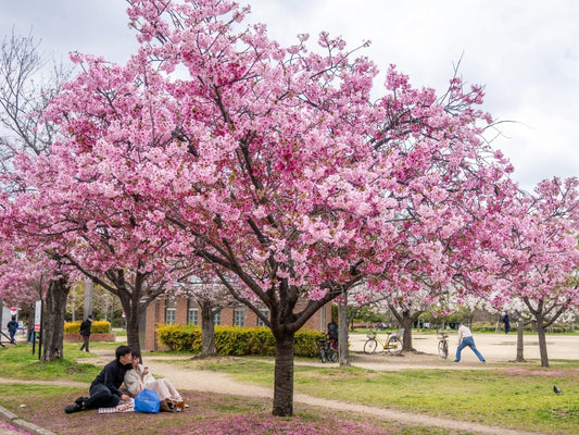 Vibrant pink cherry blossom tree blooming in Tennessee summer