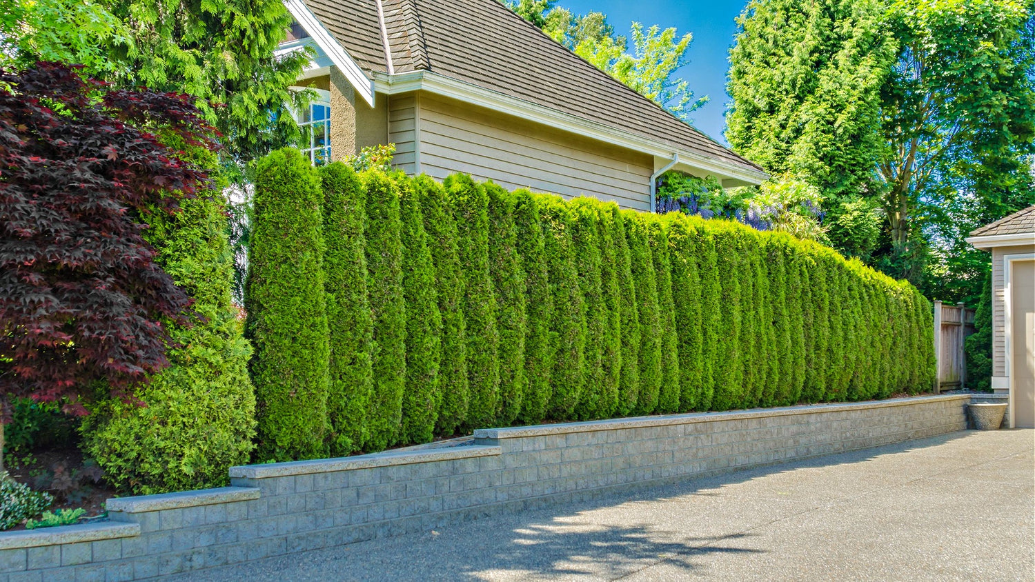  Privacy Evergreen Trees