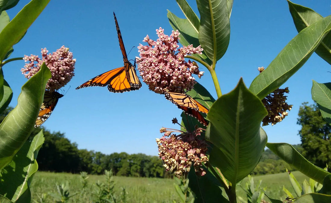 Monarch butterfly on pink milkweed flowers