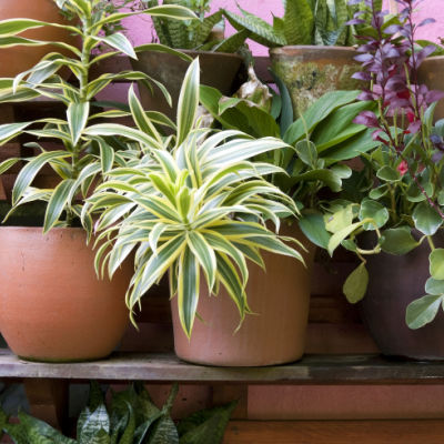 Tips For Container Gardens