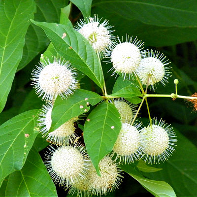 The Butterfly Attracting Button Bush