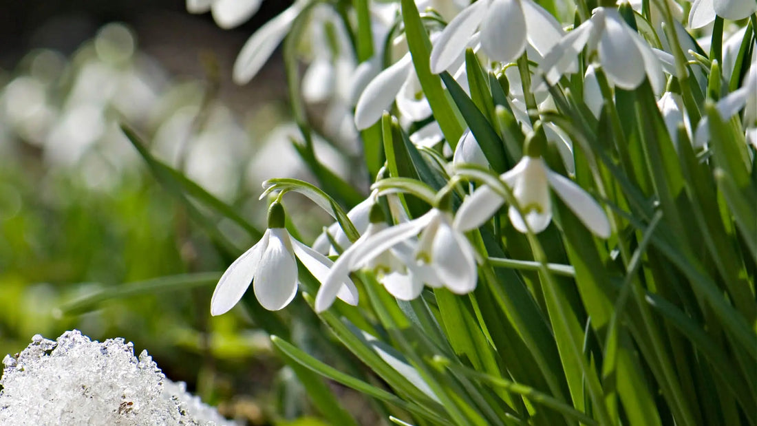 Delicate white snowdrop flowers blooming through melting ice in winter wonderland