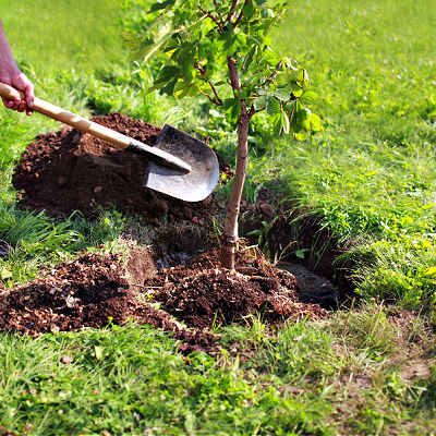 How To Grow Trees Successfully