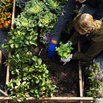 Easy Gardening For Beginners