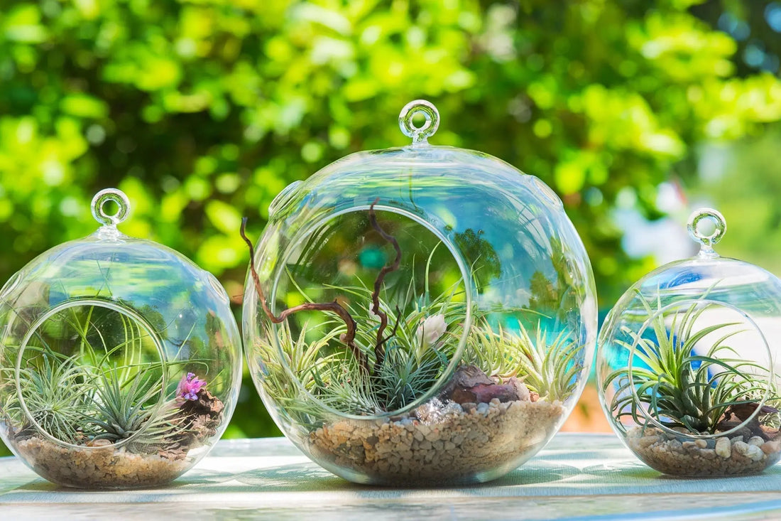 Clear glass spherical terrariums with air plants and gravel for air cleaning